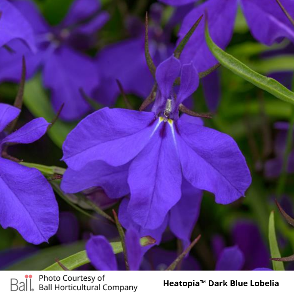Dark Blue Heatopia™ Lobelia
