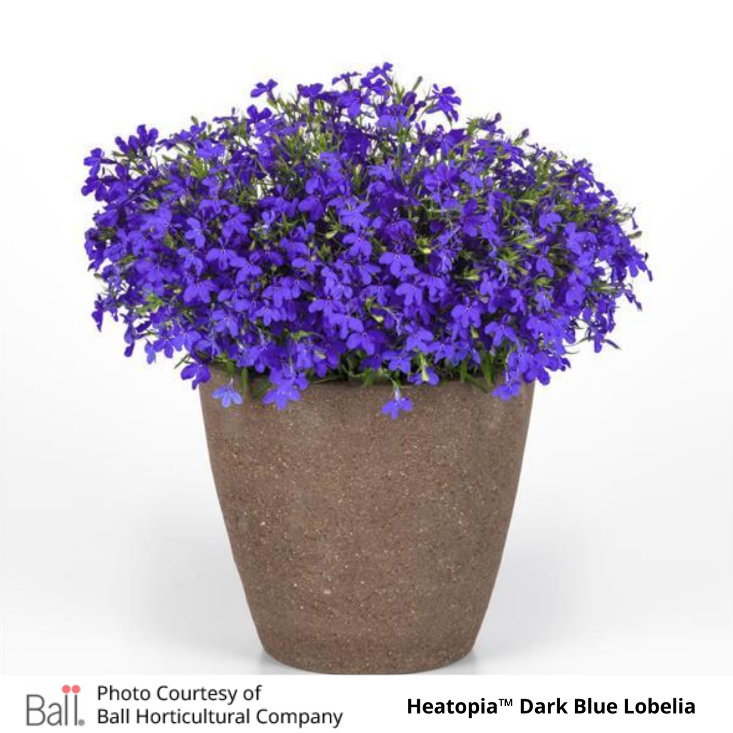 Potted Dark Blue Heatopia™ Lobelia