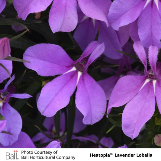 Lavender Heatopia™ Lobelia