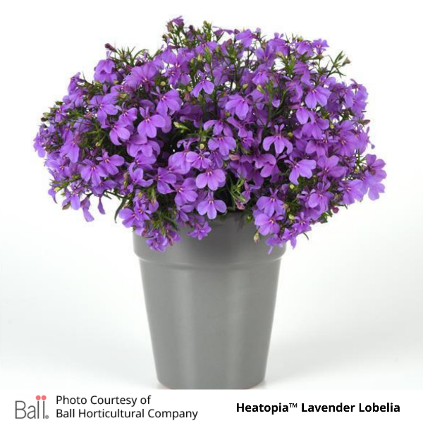 Potted Lavender Heatopia™ Lobelia