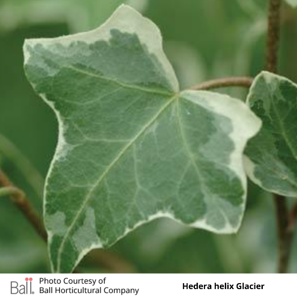 English Ivy Hedera helix Glacier
