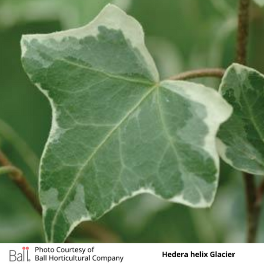 English Ivy Hedera helix Glacier