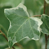 Foliage