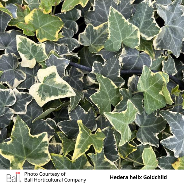 Hedera helix Gold child