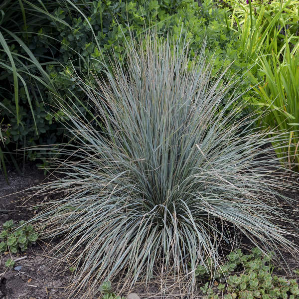 Grass Helictotrichon Blue Oat 'Sapphire'