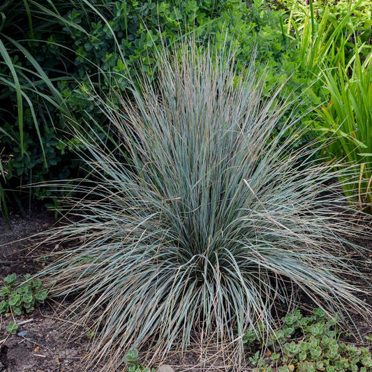 Grass Helictotrichon Blue Oat 'Sapphire'