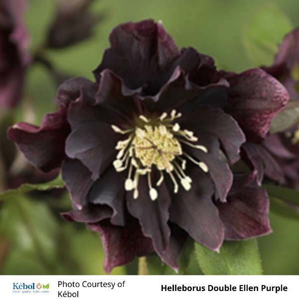 Helleborus