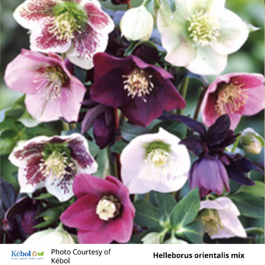 Helleborus