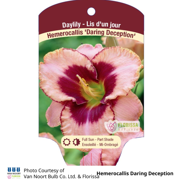Hemerocallis Daring Deception
