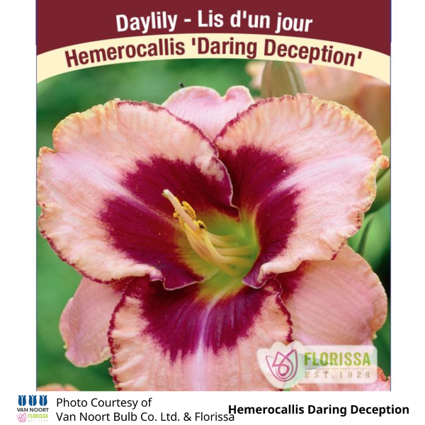 Hemerocallis Daring Deception