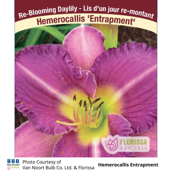 Hemerocallis Entrapment