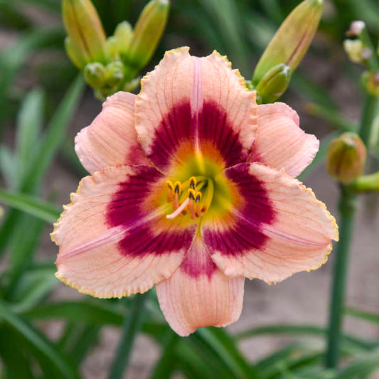 Hemerocallis