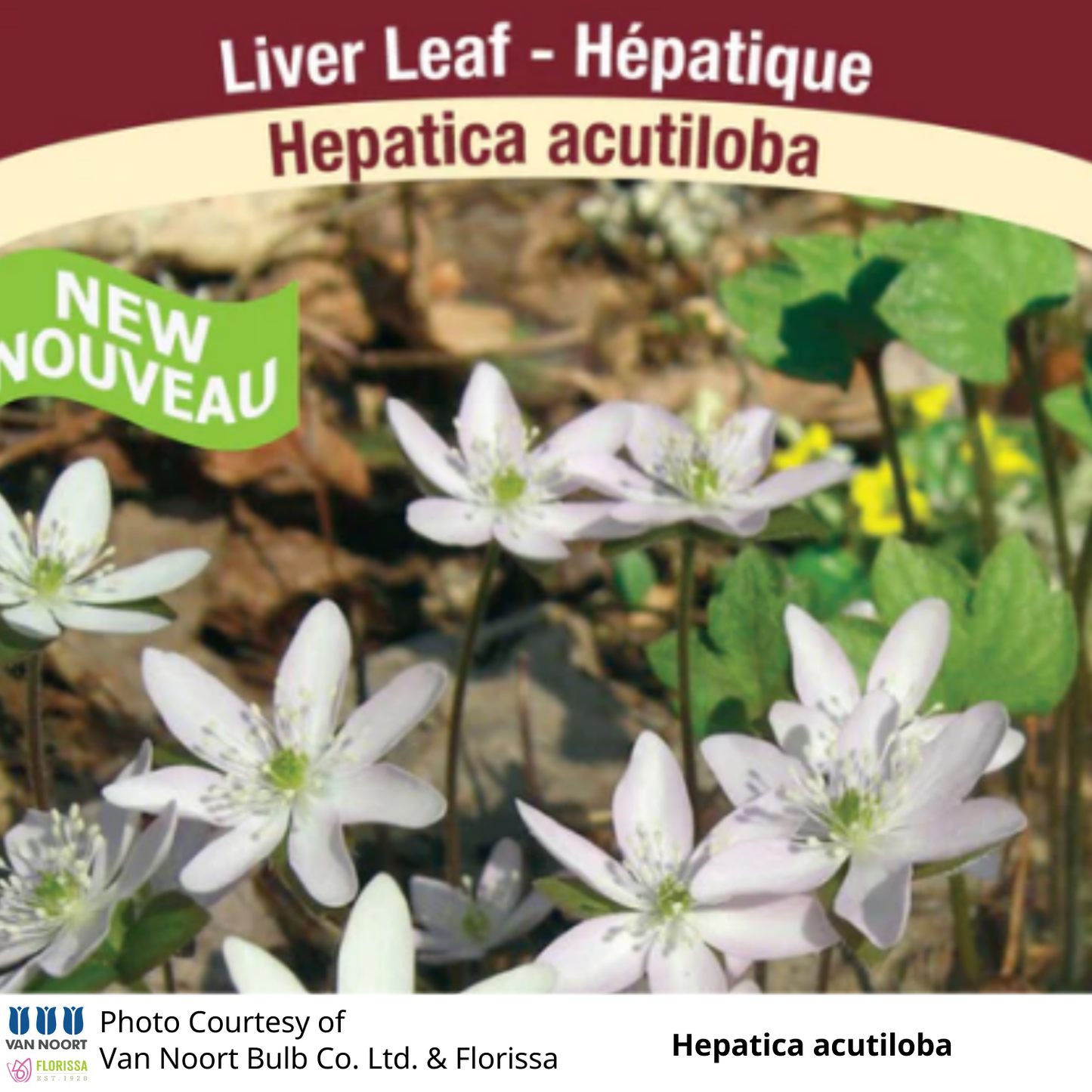 Hepatica acutiloba