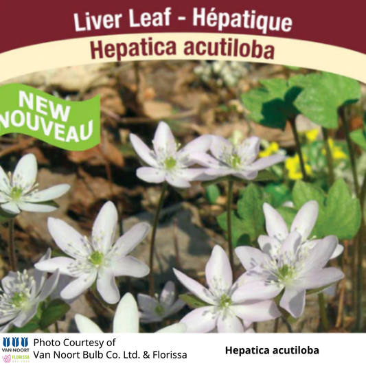 Hepatica acutiloba