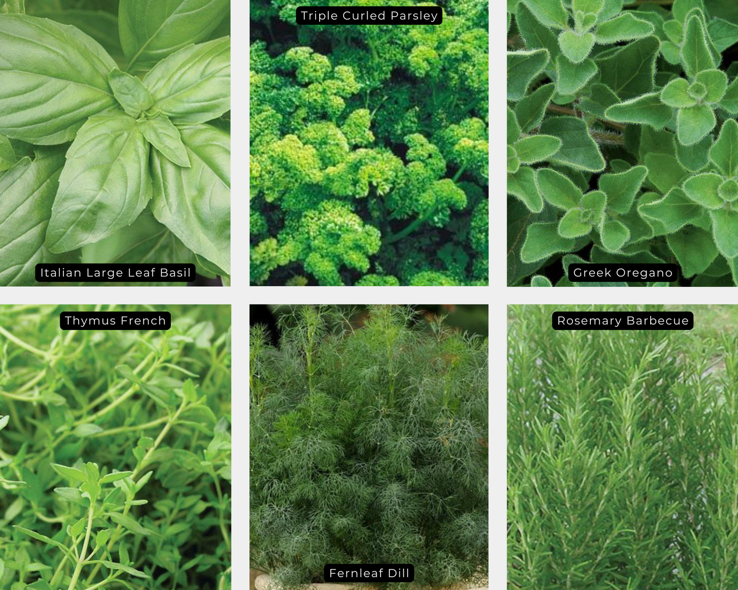 Herb Value Pack