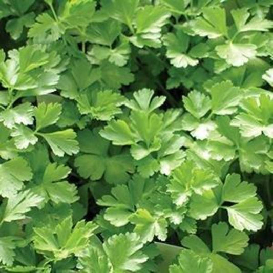 Parsley