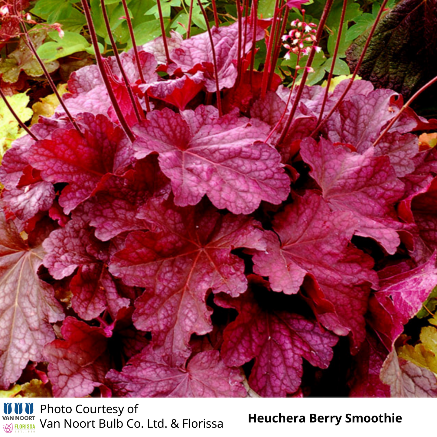 Heuchera