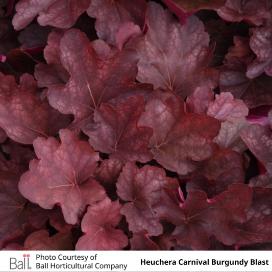 Heuchera