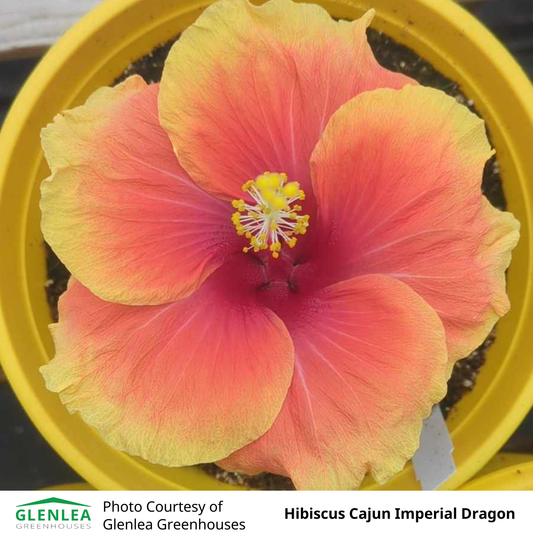 Hibiscus (Tropical)