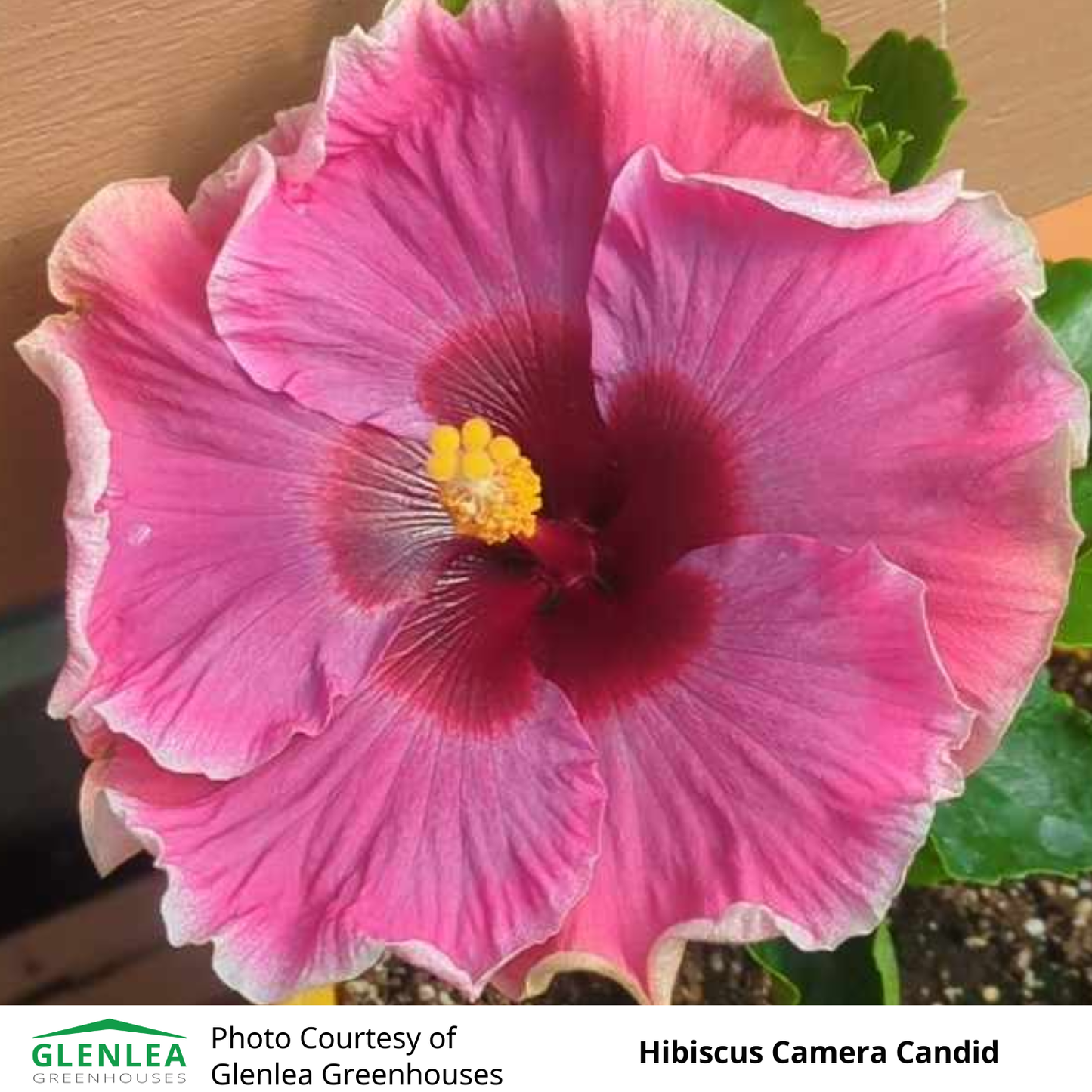 Hibiscus (Tropical)