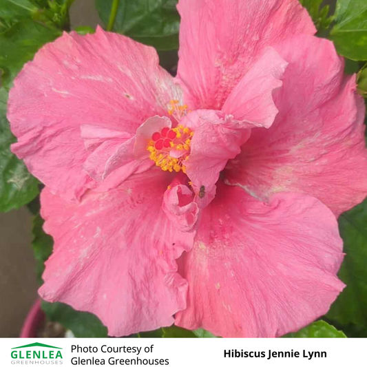 Hibiscus (Tropical)