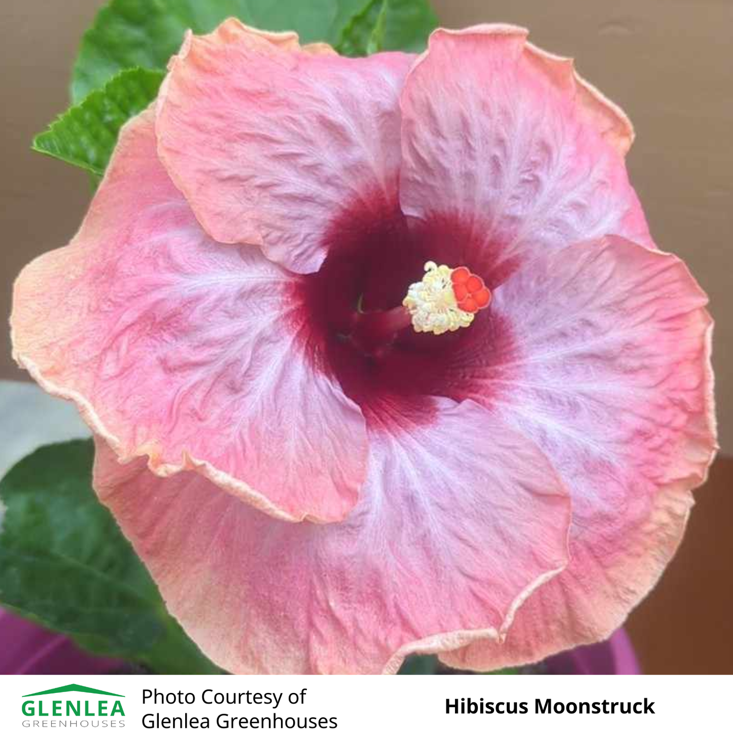 Hibiscus (Tropical)