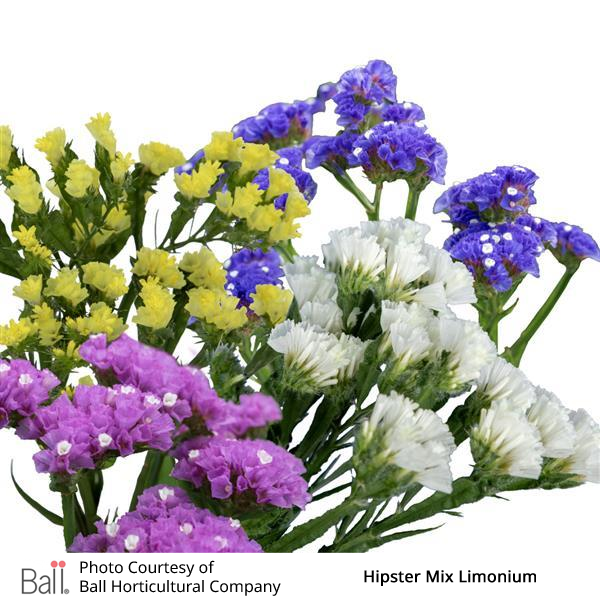 Statice Hipster™ Pack