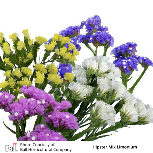 Statice Hipster™ Pack