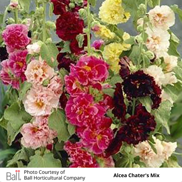 Hollyhock Alcea Chater’s