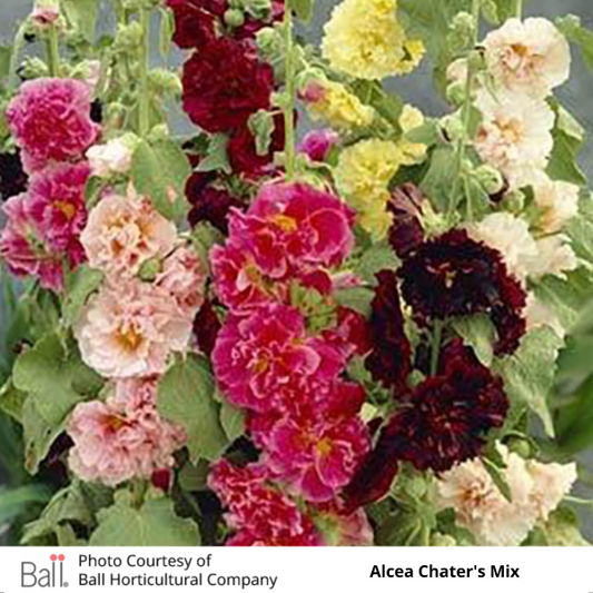 Hollyhock Alcea Chater’s