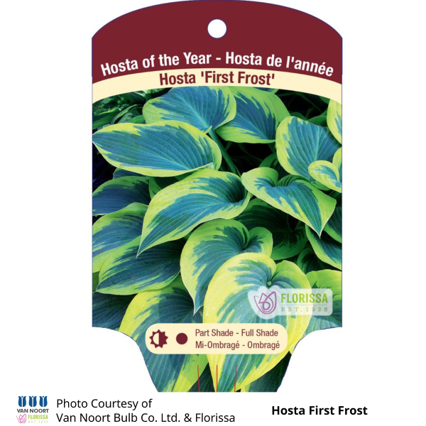Hosta First Frost