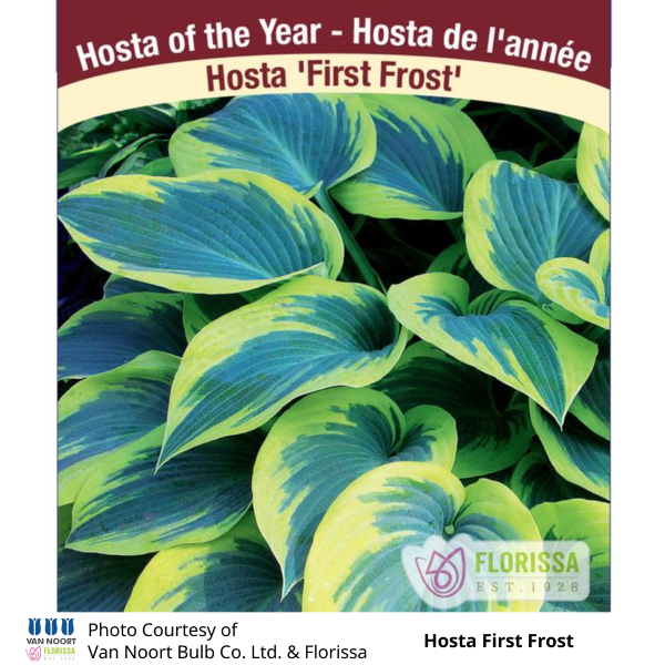 Hosta First Frost