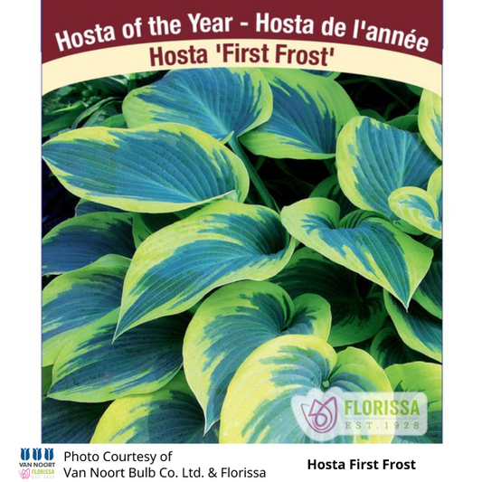 Hosta First Frost