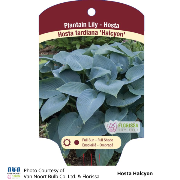 Hosta Halcyon