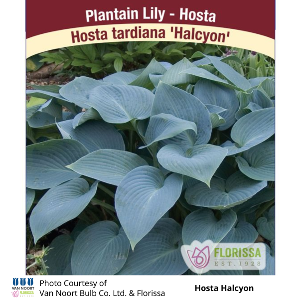 Hosta Halcyon