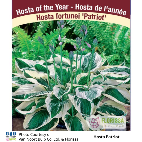 Hosta Patriot