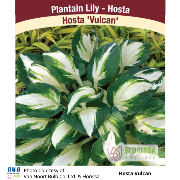 Hosta Vulcan