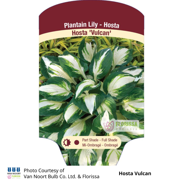 Hosta Vulcan