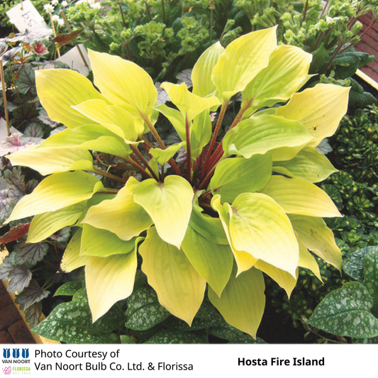 Hosta Fire Island