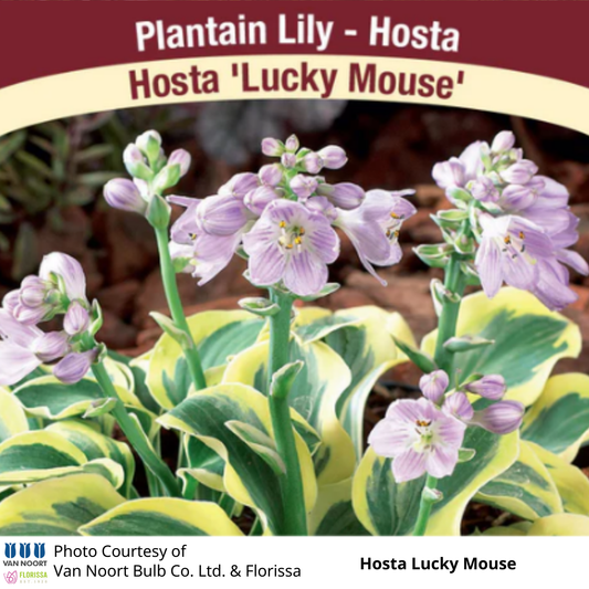 Hosta Lucky Mouse