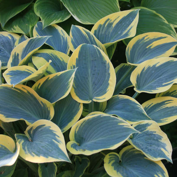 Hosta