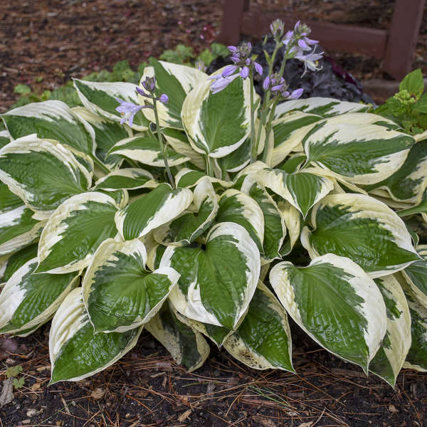 Hosta