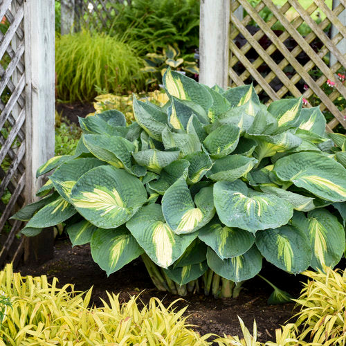 Hosta Shadowland® Hudson Bay