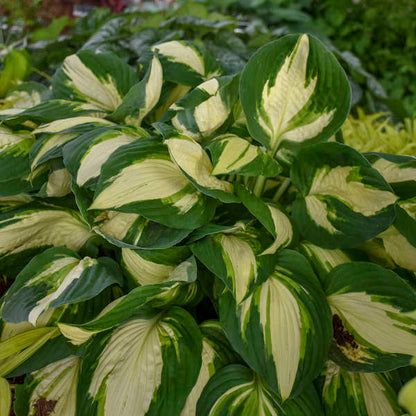 Hosta