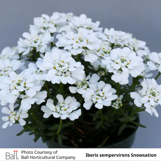 Iberis Snowsation™