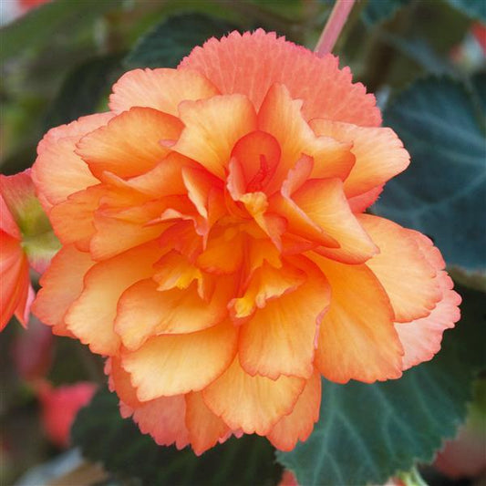 Tuberous Begonia Hanging Basket