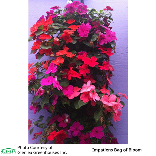 Impatiens Bag of Bloom