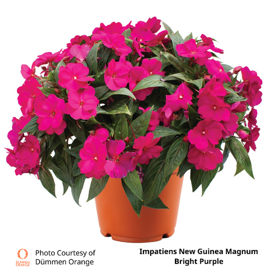 Impatiens New Guinea Magnum
