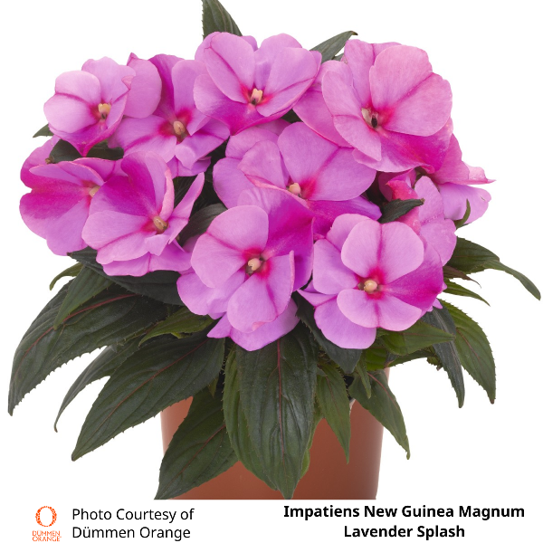 Impatiens New Guinea Magnum