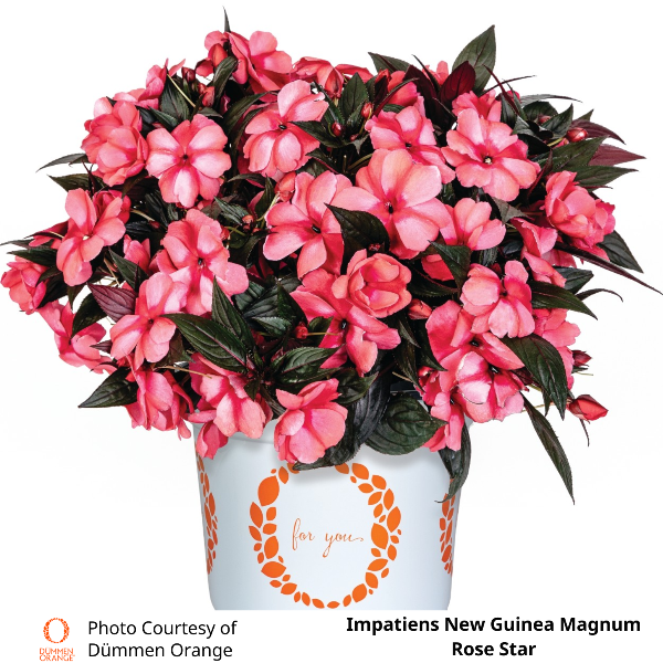 Impatiens New Guinea Magnum
